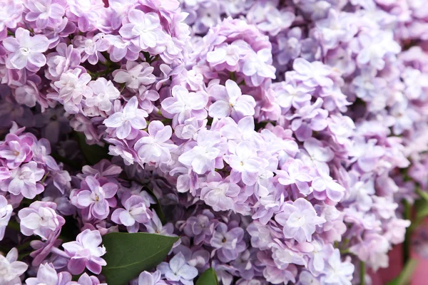Beautiful purple lilac — Stock Photo, Image