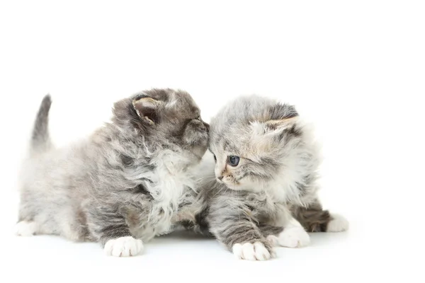 Small gray kittens — Stock Photo, Image