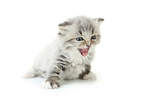 Pequeño gatito maullido — Foto de Stock