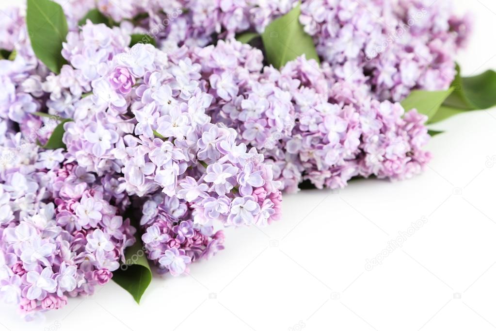 Beautiful purple  lilac