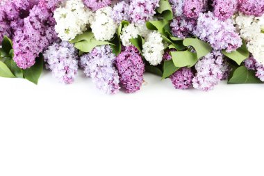 Eflatun çiçekler çok güzel