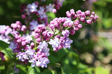 Eflatun çiçekler çok güzel