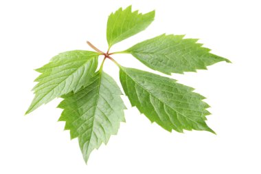 Yeşil Beyaz yaprakları