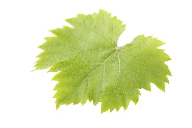 Yeşil yaprak, kapat