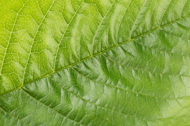 yaprak yeşil arka plan