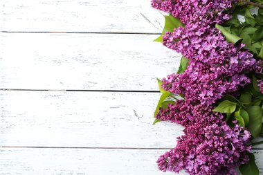 Mor Eflatun çiçekler