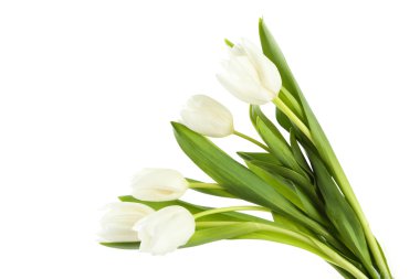 güzel beyaz laleler