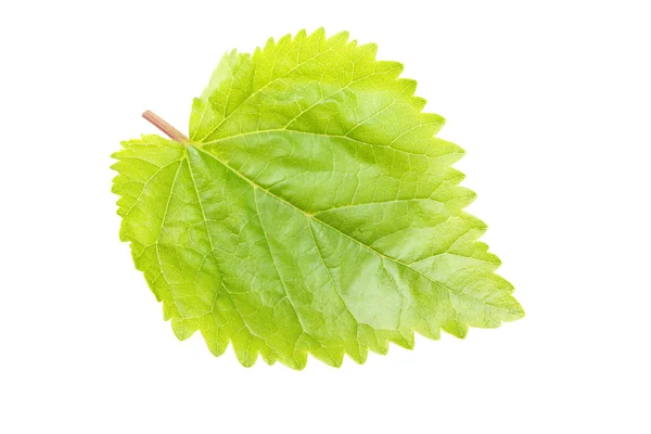 Frunze verzi aproape — Fotografie, imagine de stoc