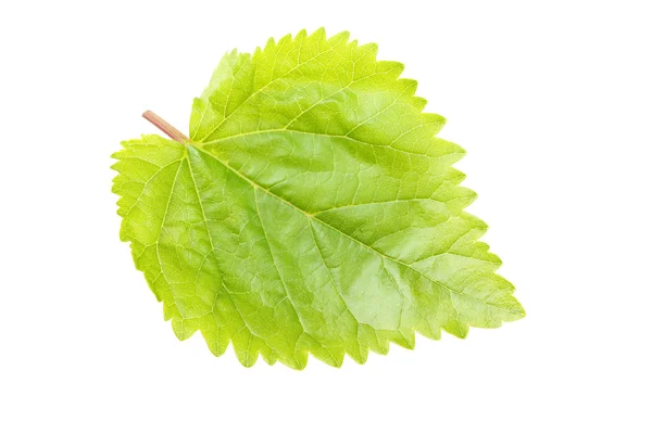 Hoja verde de cerca — Foto de Stock