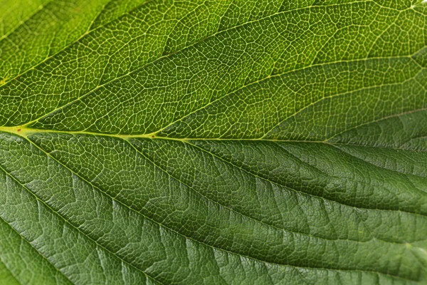 Fondo de hoja verde — Foto de Stock