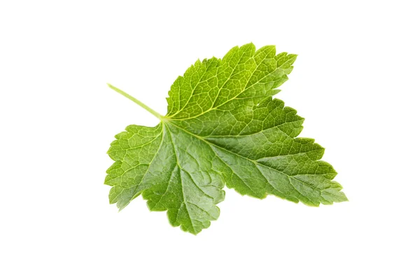 Green leaf  close up — Stock Photo, Image