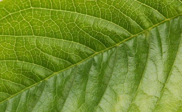 Fondo de hoja verde — Foto de Stock