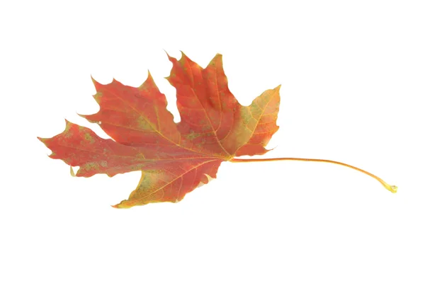 Orange autumn leaf — Stock Photo, Image