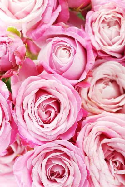 Mooie roze rozen achtergrond — Stockfoto