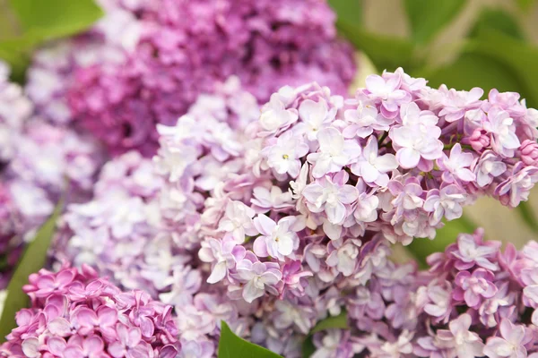 Beau lilas en plein air — Photo