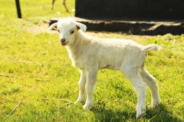 Genç goatling açık havada