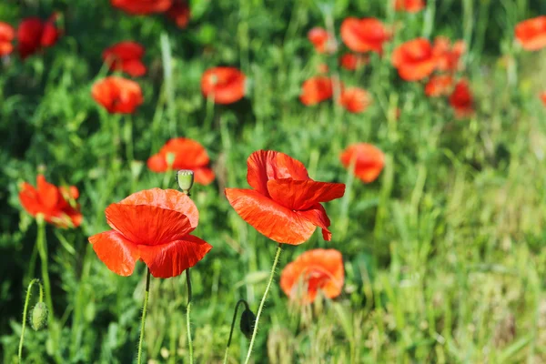 Rode papaver bloemen — Stockfoto