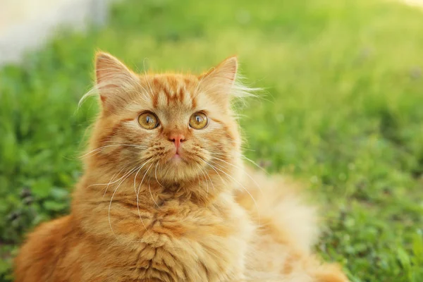 Pelirroja pelo largo gato — Foto de Stock