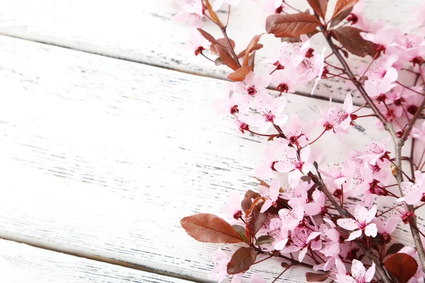 春の開花枝 — ストック写真