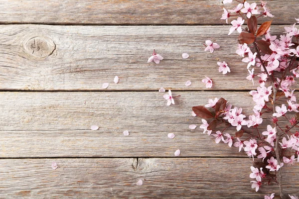 Spring flowering branch — Stock Photo, Image