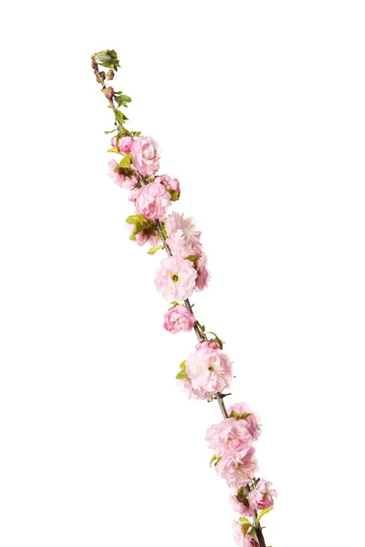 春の開花枝 — ストック写真