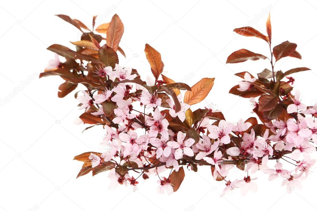 Spring flowering branch