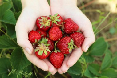 erkek holding çilek eller