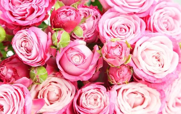 Gyönyörű rózsaszín rózsa háttér — Stock Fotó