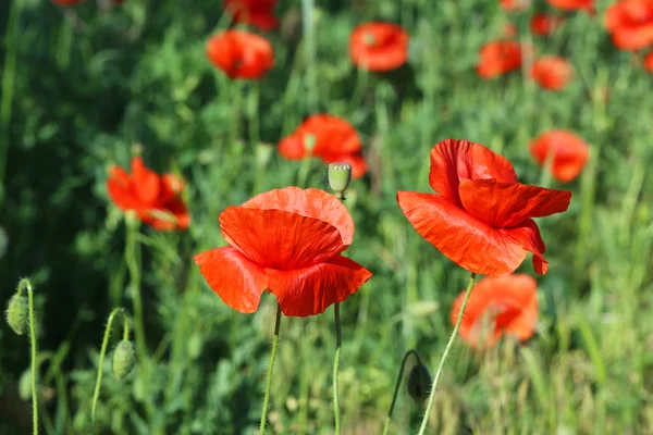 Red poppy flowers — Stock Photo, Image