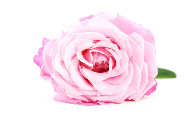 Bella rosa rosa — Foto Stock