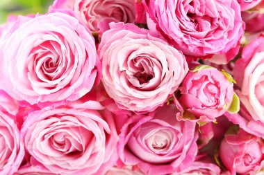 Pembe güller arka plan