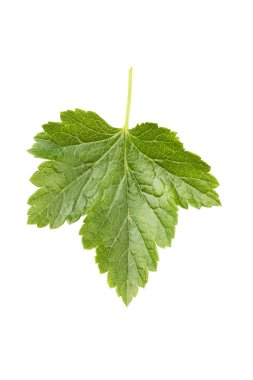 yeşil yaprak izole