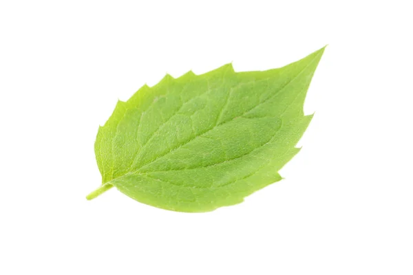 Grünes Sommerblatt — Stockfoto