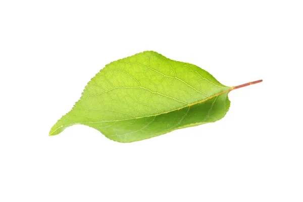 녹색 여름 잎 — 스톡 사진