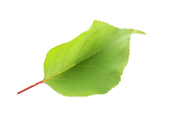 Hoja de verano verde — Foto de Stock