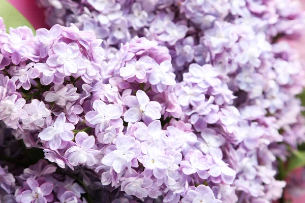 Beautiful lilac flowers — Stock Photo, Image