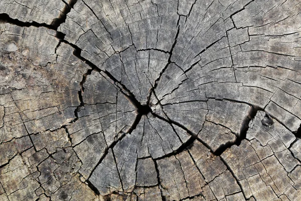 Stará textura pařezu stromu — Stock fotografie