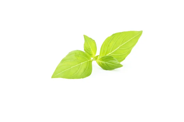 Fresh basil leaves — Stock Photo, Image