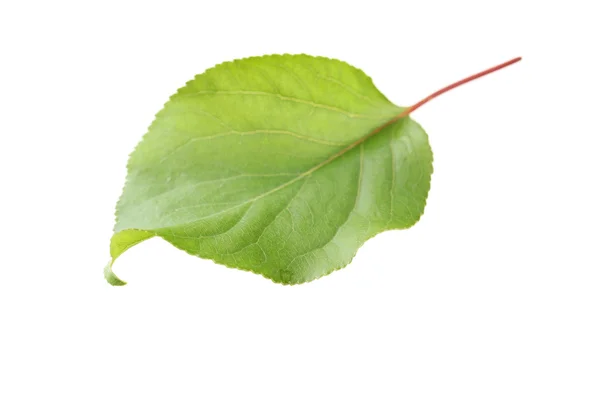 Frunză verde de vară — Fotografie, imagine de stoc