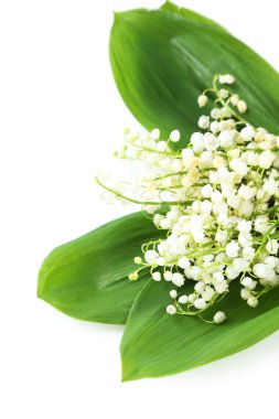 Lily vadi yaprakları ile