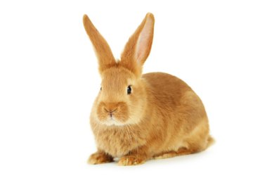 Genç kırmızı tavşan