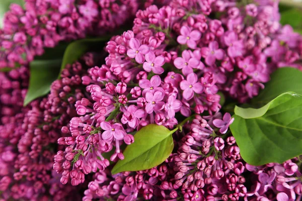 Пурпурные сиреневые цветы — стоковое фото