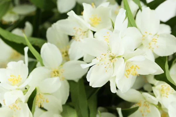 Flores blancas de jazmín —  Fotos de Stock