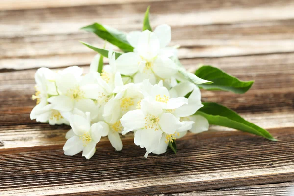 Vita blommor av jasmin — Stockfoto