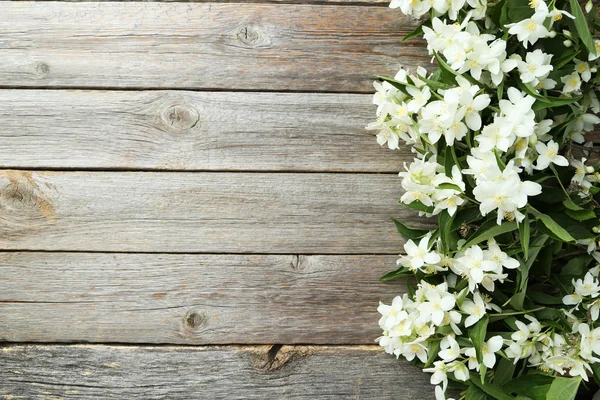 재스민의 흰 꽃들 — 스톡 사진