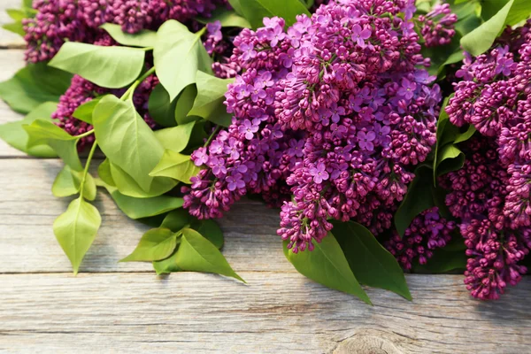 Пурпурные сиреневые цветы — стоковое фото