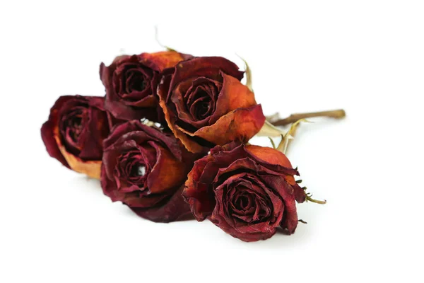 Сушеные красные розы — стоковое фото