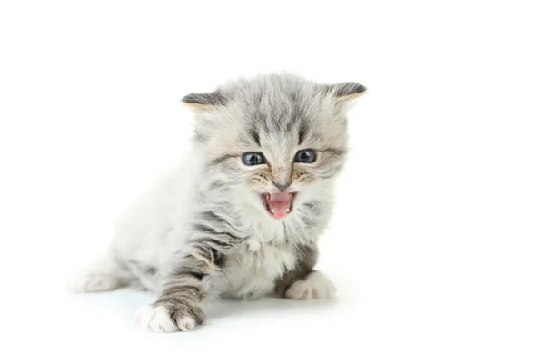 Small mewing kitten — Stock Photo, Image