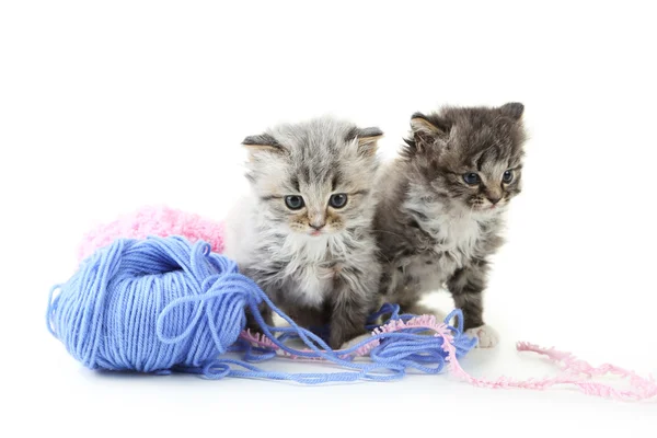 Pequeños gatitos con hilos — Foto de Stock