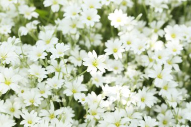 Güzel bahar çiçekleri